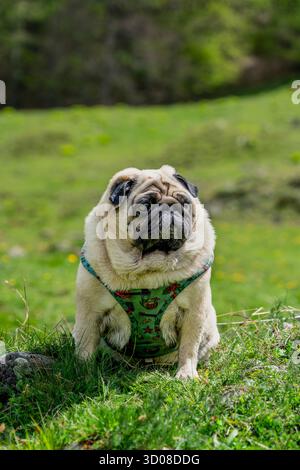 Portrait of a Relaxed Fawn Pug Dog Sitting Calmly in a Lush Green Mountain Meadow or Field on a Bright Sunny Day Stock Photo