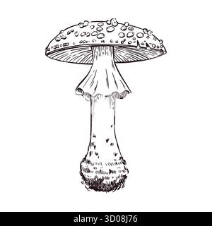 Fly agaric is a poisonous mushroom with a spotted cap and skirt, hand-drawn in ink and translated into a vector. Vector illustration for printing on Stock Vector