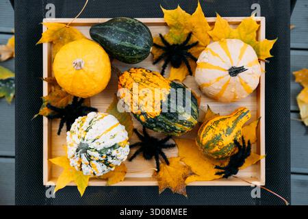 Top-down view of assorted decorative gourds in a wooden tray with yellow leaves and fuzzy black spiders on dark surface. Seasonal fusion, Halloween Stock Photo