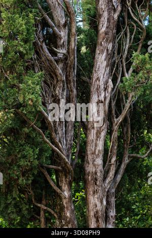 Vertical closeup shot of cedar juniperus thurifera, Alcoy, Spain Stock Photo