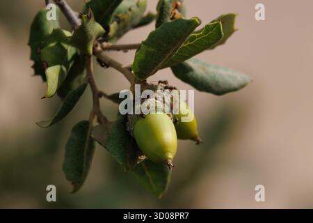 An acorn on a tree infested with aphids in symbiosis with Lasius ants in the Fuente Roja Natural Park in Alcoy, Spain Stock Photo