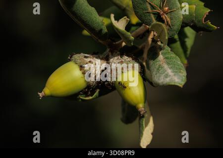 An acorn on a tree infested with aphids in symbiosis with Lasius ants in the Fuente Roja Natural Park in Alcoy, Spain Stock Photo