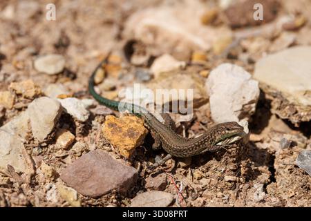 Iberian wall lizard (Podarcis hispanicus) basking on rocky ground, Alcoy, Spain Stock Photo