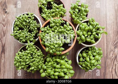 Young basil sprouts growing in pots Top view Stock Photo