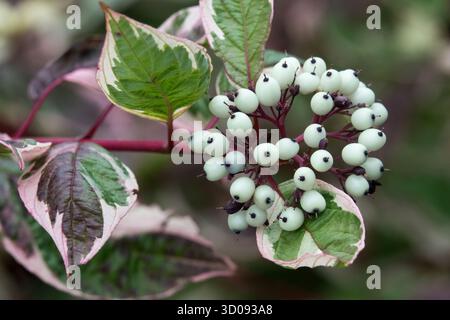 Cornus alba 'Sibirica Variegata' Cornus berries Stock Photo