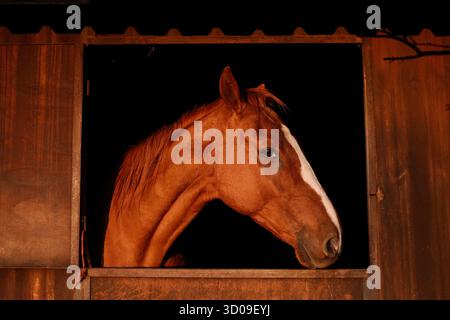 Chestnut horse with white blaze looking out from stable window into direct sunlight Stock Photo