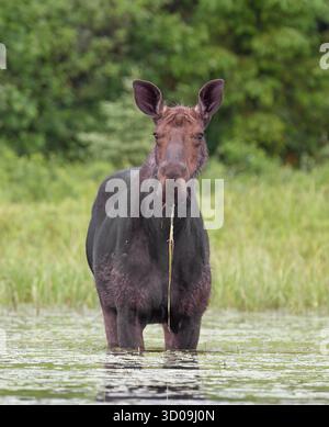 Cow Moose (Alces alces) grazing in the marshes of Opeongo lake in Algonquin Park, Canada Stock Photo
