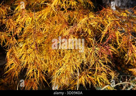 Close-up of Japanese maple leaves stained golden in autumn. Stock Photo