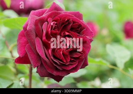 Rose. Rosa Munstead Wood, dark red shrub rose bred by David Austin. Rosa Ausbernard. Stock Photo