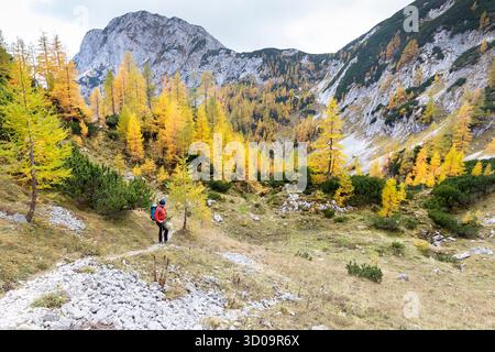 Female hiker, tourist on a hiking trail in julian alps in slovenia, beautiful autumn hike in the mountains, golden larch trees in autumn colours Stock Photo