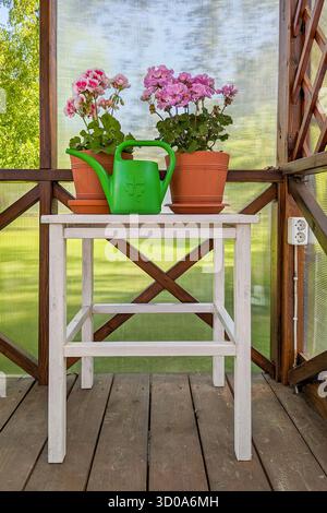 Two pink geraniums in terracotta pots on white stool with green watering can, rustic porch and soft garden light Stock Photo