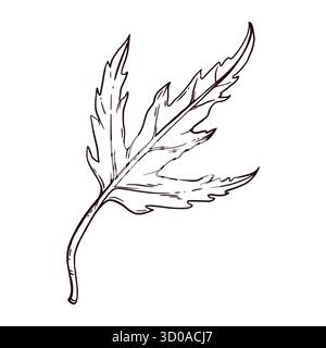 Maple leaf hand-drawn in ink and translated into vector. The illustration is suitable for printing on fabric, paper, for the design of postcards Stock Vector