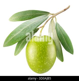 Green olive on olive tree branch with leaves isolated on white background. Clipping path. Stock Photo