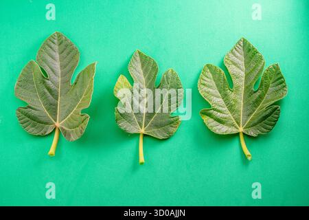 Fresh green fig leaves isolated on green background. Top view. Stock Photo