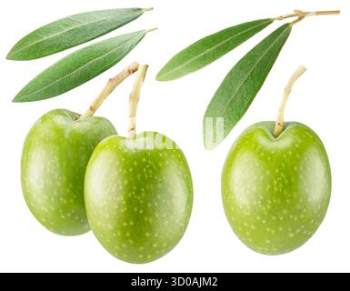 Green olives on olive tree branch with leaves isolated on white background. Clipping path. Stock Photo