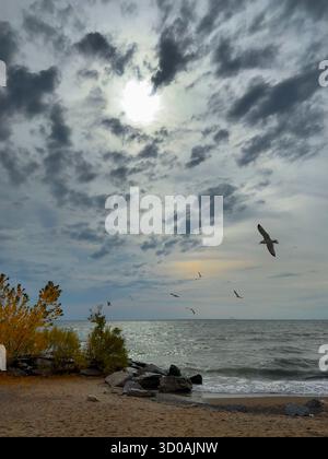 The Sun Breaks Through a Cloudy, Grey Sky Over Lake Ontario as Seagulls Fly Overhead. Sand, Rocks and Trees in Autumn Colours are in the Foreground. Stock Photo