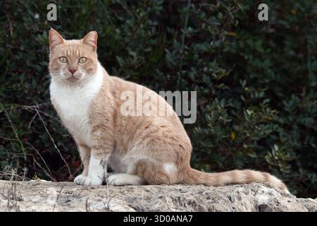 A cat looking at you Stock Photo