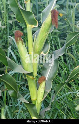 corn cobs in a corn field Stock Photo