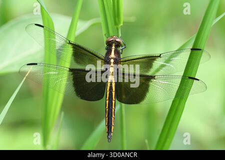 Dragonfly  -Widow Skimmer ,Libellula luctuosa, Ontario, Canada Stock Photo