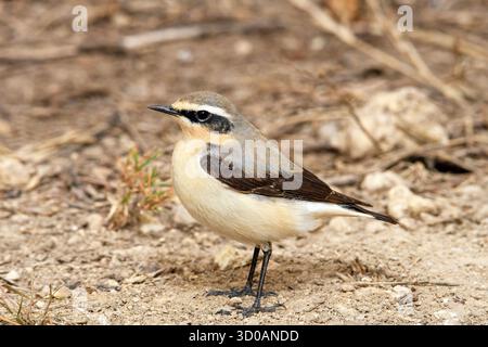 European wheatear camouflage Stock Photo