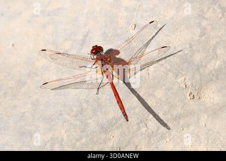 Red dragonfly on white rock Stock Photo