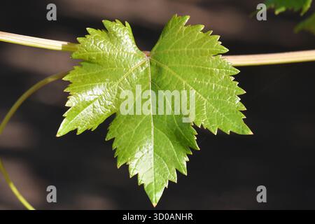 Vine leaf closeup Stock Photo