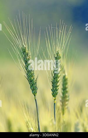 Green wheat in the field - closeup Stock Photo