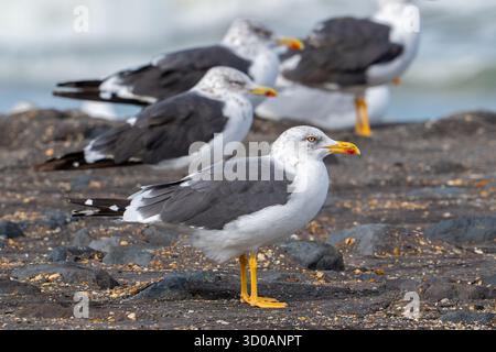 Lesser black-backed gulls (Larus fuscus) resting on high tide refuge during high water along the North Sea coast in early autumn / fall Stock Photo
