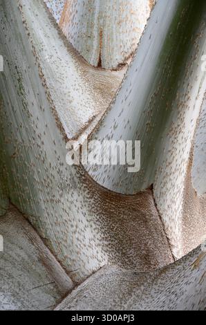 Chacala, Nayarit, Mexico. Stock Photo