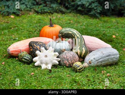 Colorful assortment of pumpkins and gourds (Cucurbita spp.) in various shapes, textures, and sizes arranged on green grass. Stock Photo