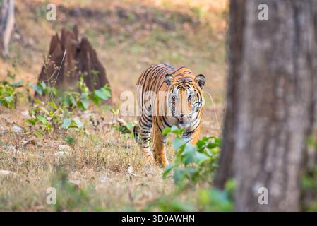 Royal Bengal Tiger Walking in Forest Stock Photo