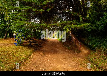 A dirt path leads through a forest, with a vibrant blue hydrangea bush on the left side and a wooden railing on the right Stock Photo
