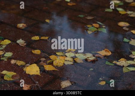 Classic fall scenery, autumn colorful fallen leaves in a puddle on a concrete pavement, with sky reflections, cloudy and rainy day Stock Photo