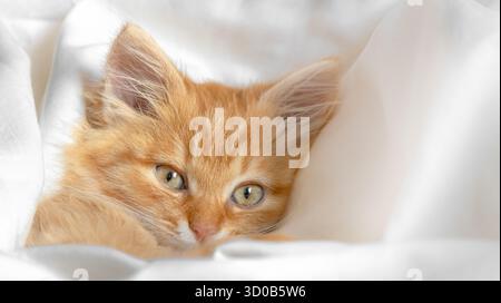 A charming ginger kitten peeks out from a white blanket Stock Photo