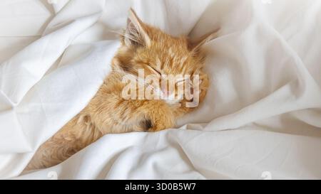 Sleeping fluffy ginger kitten in a white blanket Stock Photo
