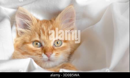 Cute ginger kitten lying comfortably in a white blanket Stock Photo