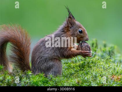 Red squirrel (Sciurus vulgaris) holding a walnut while sitting on green moss Stock Photo