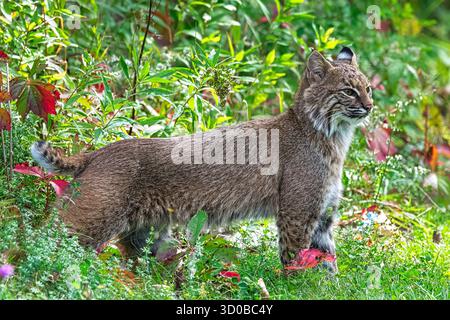 Bobcat laying in the grass in lush autumn environment. Stock Photo