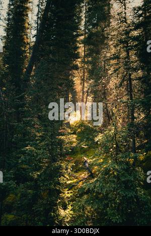Sunlight shines through the trees of the forest, casting shadows on the ground. OHara Lake, BC Stock Photo