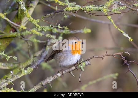 Robin posing in lovely morning light. Stock Photo