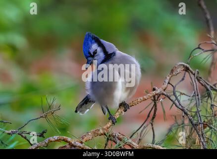 A Blue Jay striking a beautiful pose while perched on the branch of a Scots Pine Tree on a chilly Fall Day in Colorado. Stock Photo