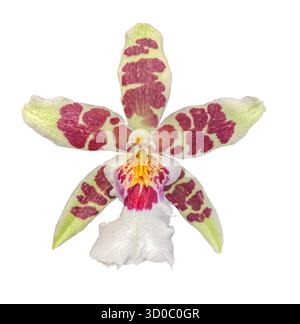 Cambria Orchid with green and violet flower isolated on white background with clipping path. Oncidium crocidipterum. Floral design element for cards, Stock Photo
