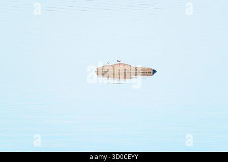 Minimalist nature scene with two seagulls perched on a small rock in still water. Clear sky and reflection create a peaceful, isolated atmosphere. No Stock Photo