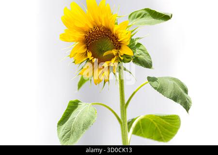 Sunflower on a white background Stock Photo