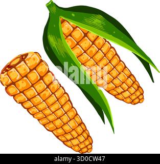 Vector illustration of two ripe corn cobs with green leaves. Hand drawn maize plant isolated on white background Stock Vector
