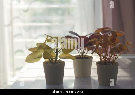 Three Potted Indoor Plants in Gray Pots on Window Sill with Soft Sunlight Stock Photo
