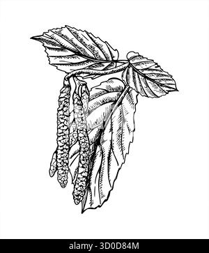 Male catkins on hazelnut tree with new spring leaf growth vector isolated illustration. Hazel branch blossom etching drawing painted by black inks. Sp Stock Vector