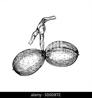 Two walnut nuts in shell on stem vector line ink illustration. Monochrome ripening pods etching drawing. Hand painted organic healthy natural fruit Stock Vector