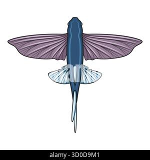 Color illustration with flying fish. Isolated vector object on white background. Stock Vector