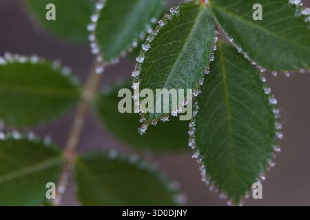 Macro shot of frost crystals on the edge of green rosehip leaves in winter Stock Photo